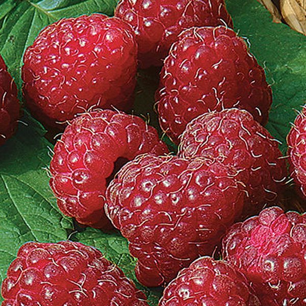 Raspberry-Latham-Shaner-Avenue-Nursery Raspberry-Latham-Shaner-Avenue-Nursery