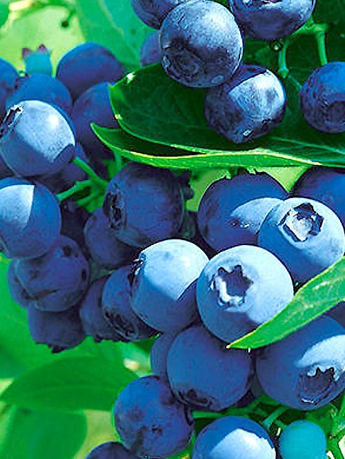 Blue-Ray-Bluberry-Tree-Shaner-Avenue-Nursery Blue-Ray-Bluberry-Tree-Shaner-Avenue-Nursery