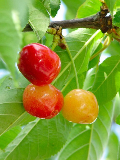 Ranier-Cherry-Tree-Shaner-Avenue-Nursery Ranier-Cherry-Tree-Shaner-Avenue-Nursery