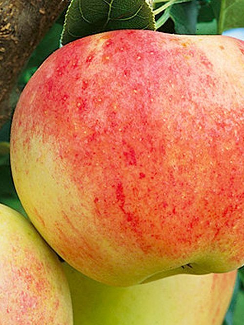 Royal-Gala-Apple-Tree-Shaner-Avenue-Nursery Royal-Gala-Apple-Tree-Shaner-Avenue-Nursery