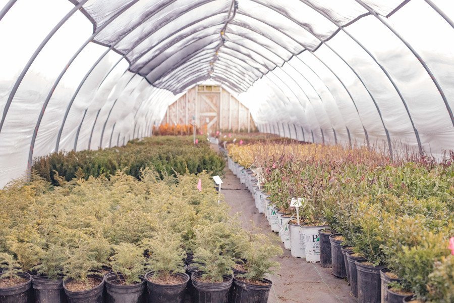 Shaner Avenue Nursery Winter 20-21 Hot House