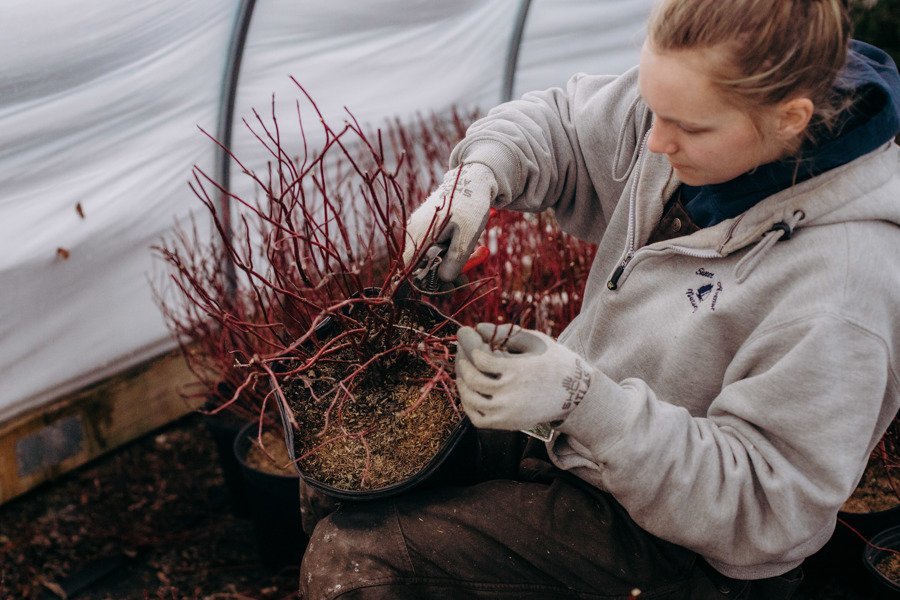 Shaner Avenue Nursery Winter 20-21 Pruning saplings
