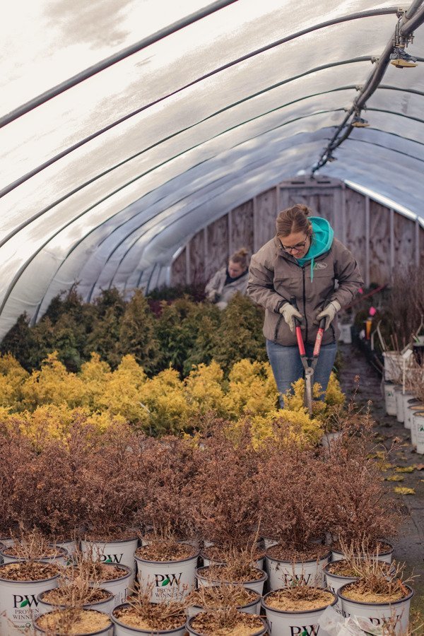 Shaner Avenue Nursery Winter 20-21 Trimming Shrubs