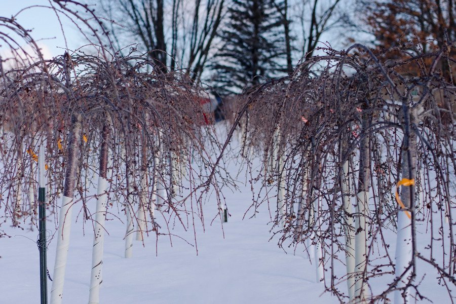 Shaner Avenue Nursery Winter 20-21