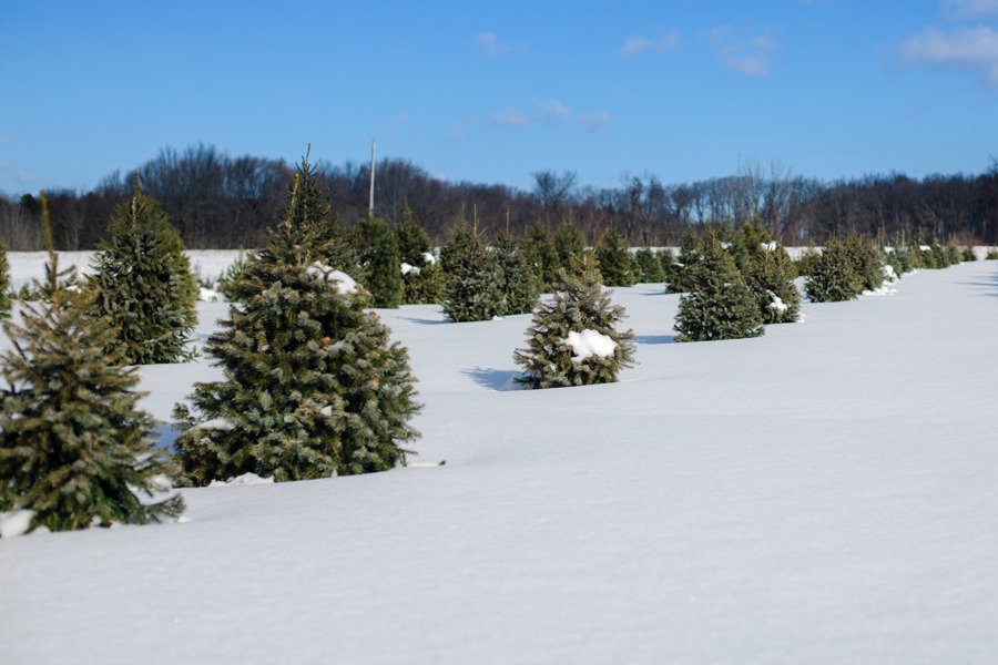 Shaner Avenue Nursery Winter Evergreen Trees