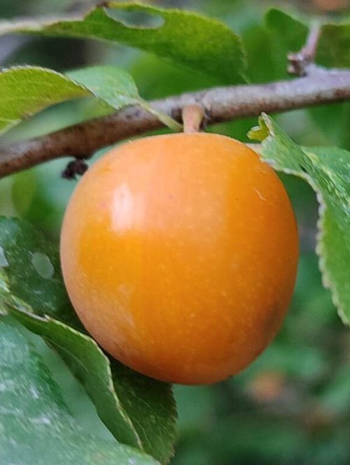 Apricot Tree Shaner Avenue Nursery Up close photo of an Apricot tree at Shaner Avenue Nursery