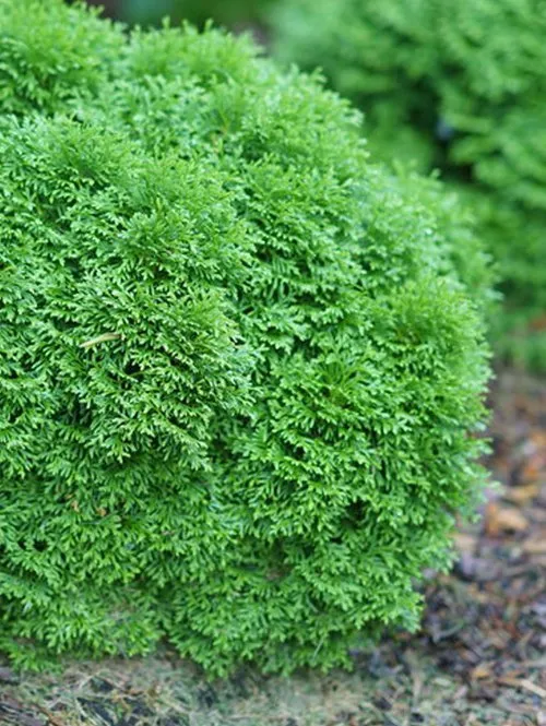 Arborvitae Tater Evergreen-Shrub Shaner Avenue Nursery Photo of Globe Arborvitae Tater variety
