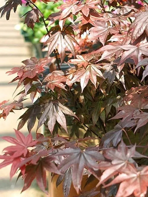 Japanese Maple Bloodgood Tree Photo closeup of a Japanese Maple Bloodgood tree