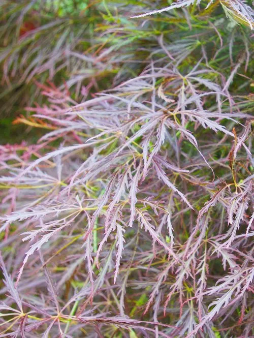 Japanese Maple Laceleaf Tree Photo closeup of a Japanese Maple Laceleaf tree