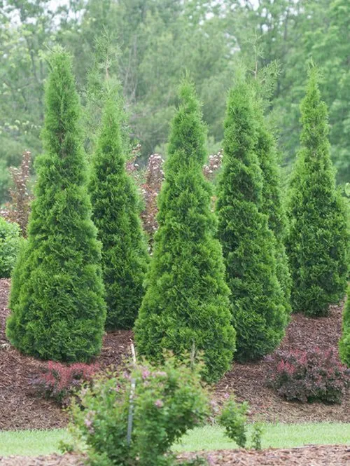 Upright Arborvitae Shaner Avenue Nursery Photo of six Upright Arborvitae